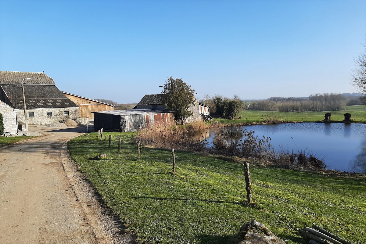 Balades en boucle - Entre Néblon et Condroz - Pair - Ferme condruzienne et étang
