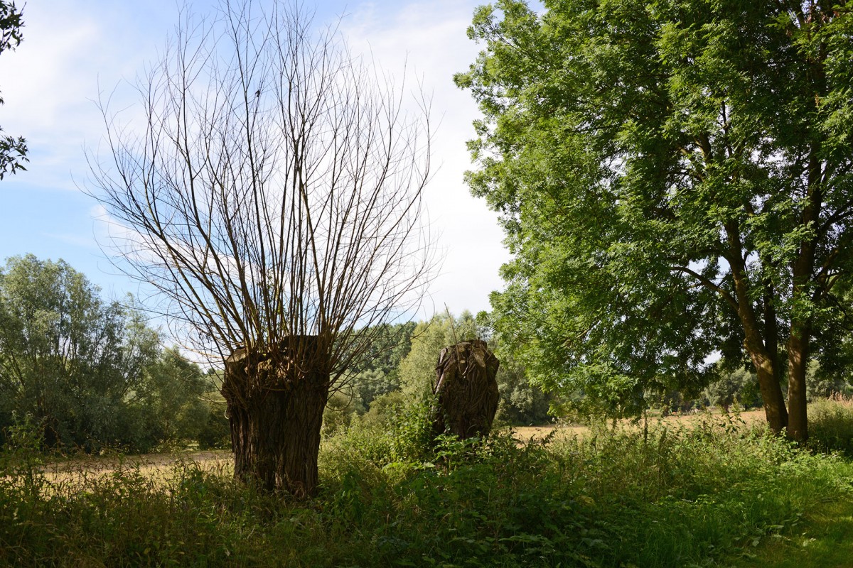 Wandel- en fietstochten - De Verfrissende - Lens-Saint-Remy - Les Chevées