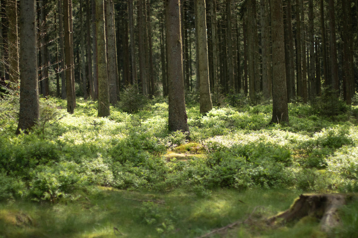 Cycling and hiking tours - The Vesdre and the Getzbach - Eupen - Haus Ternell Wood
