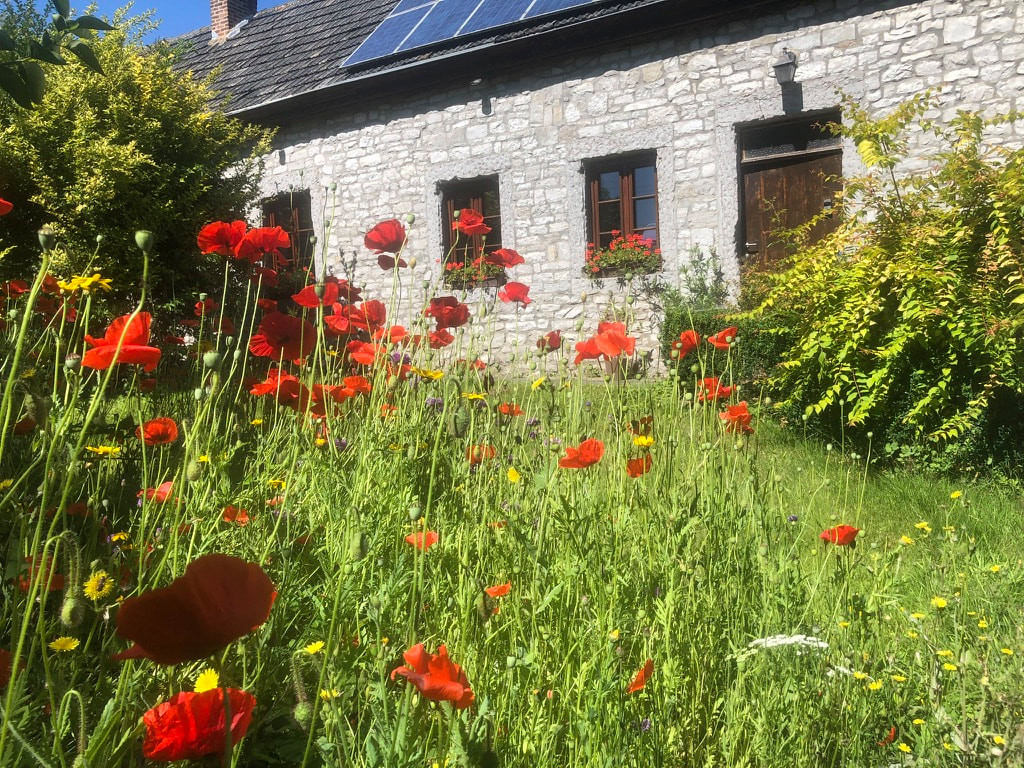 La maison en pierre et les coquelicots - Envoz Zen