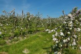 Rad- und Wandertouren - Val-Dieu Hellbier - Obstgärten in voller Blüte
