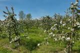 Cycling and hiking tours - Pear tree ride - Orchards in bloom
