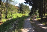 Balades en boucle - La forêt d’Ommerscheider - Route - Forêt