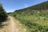 Cycling and hiking tours - Ommerscheider forest - Road - Forest