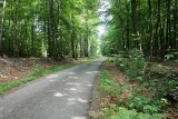 Fahrräder, Züge & Landschaften - Das Hohe Venn - Straße - Wald