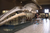 Aquarium-Museum - Liège - Squelette baleine