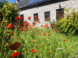 La maison en pierre et les coquelicots - Envoz Zen