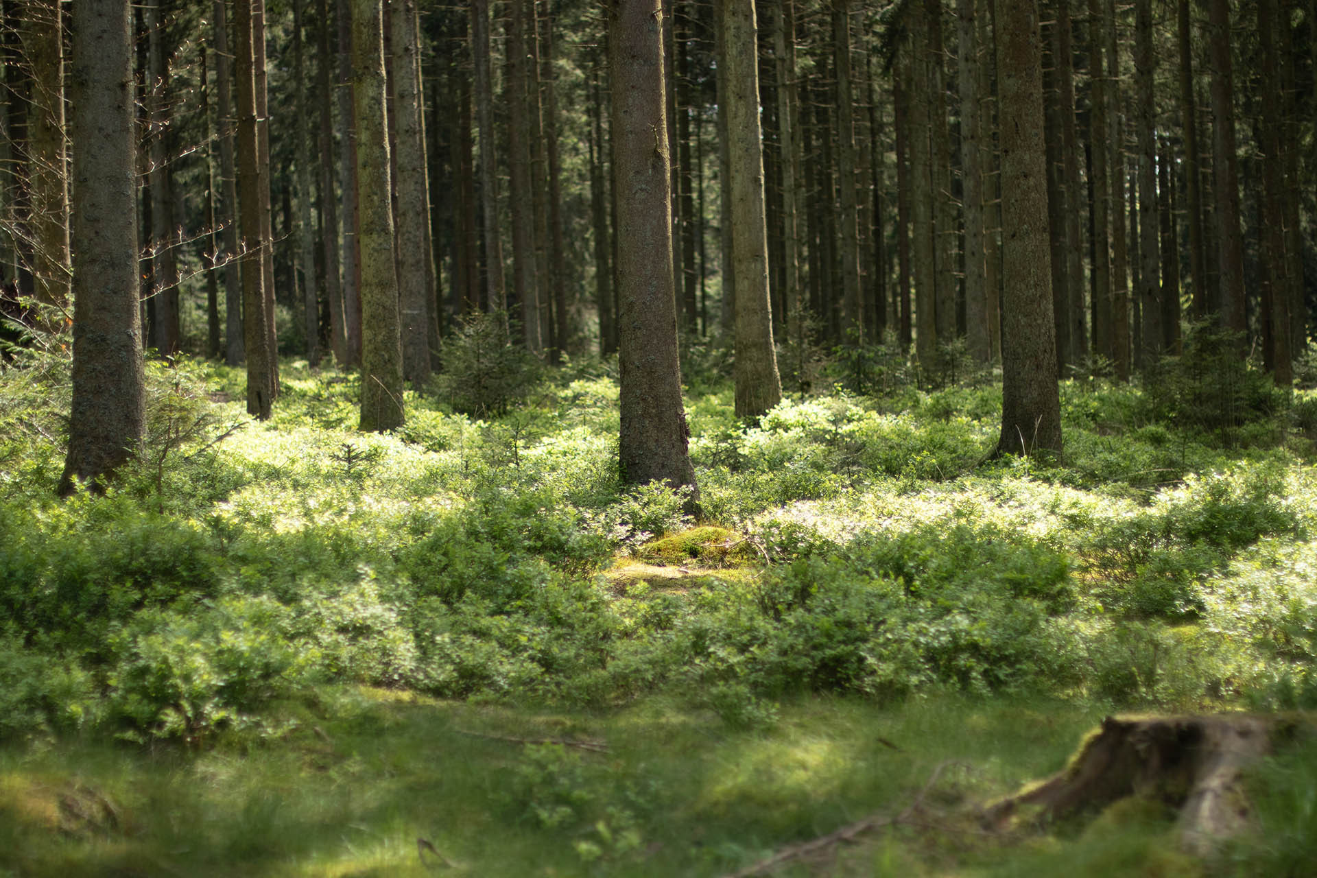 Rad- und Wandertouren - Die Weser und der Getzbach - Eupen - Holz von Haus Ternell