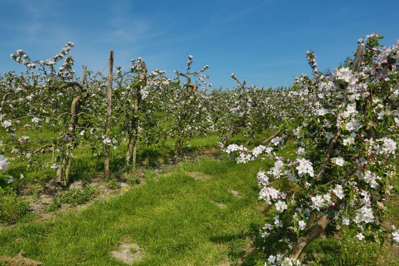 Wandel- en fietstochten - Val-Dieu Grand-Cru - Boomgaarden in bloei