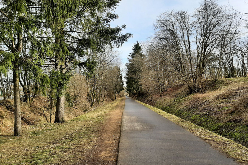 Cycling and hiking tours - Destination: Bütgenbach lake - Road - Forest