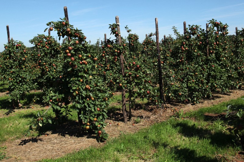 Cycling and hiking tours - Pear tree ride - Apple trees