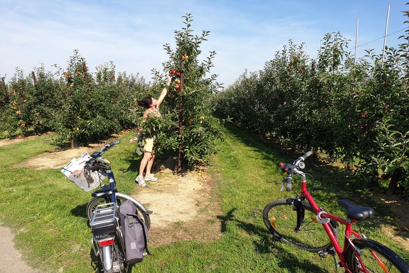 Rad- und Wandertouren - Momalle - Geer-Tal - Lens-sur-Geer - Apfelbäume